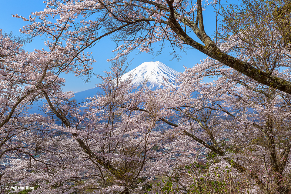 【富士山写真フリー素材】　富士吉田市富士見孝徳公園 富士山と桜