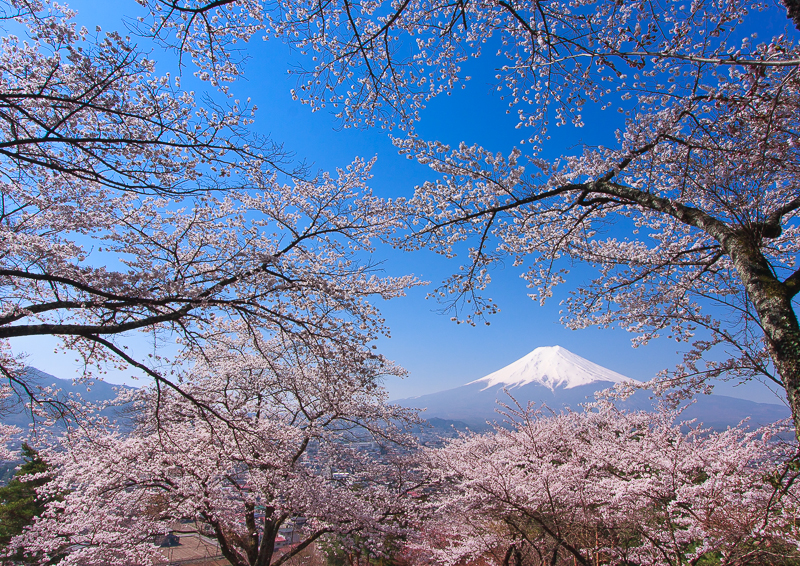 【富士山写真】富士見孝徳公園からの桜と富士山