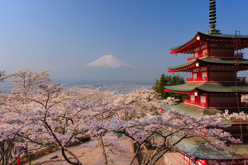 【富士山写真】忠霊塔からの富士山と桜