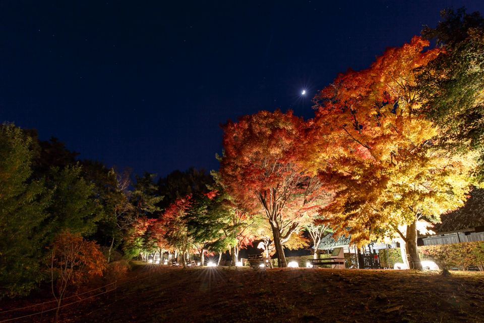 【富士吉田市】 紅葉状況（10月29日）