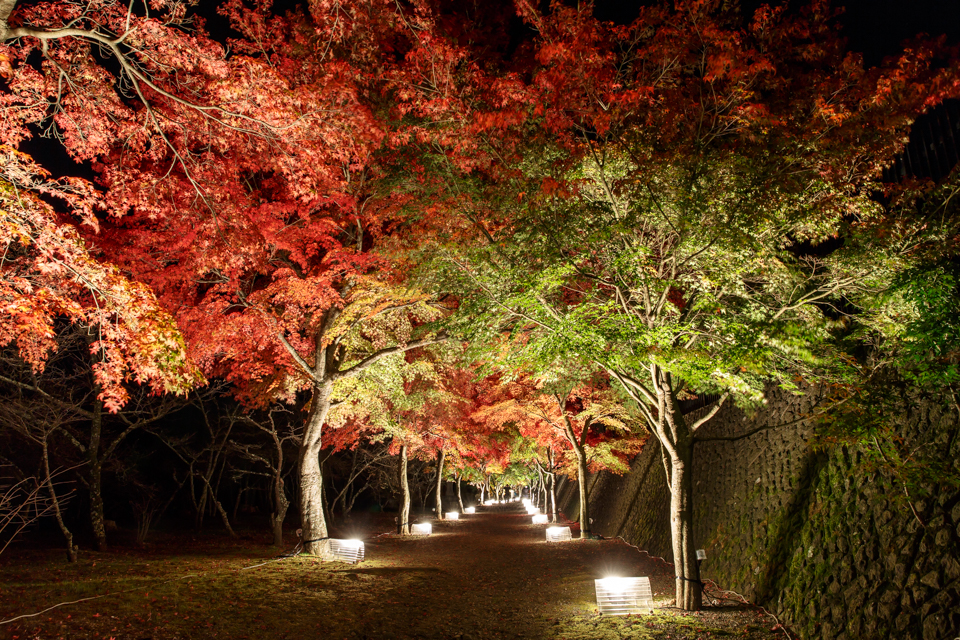 富士吉田市の紅葉状況