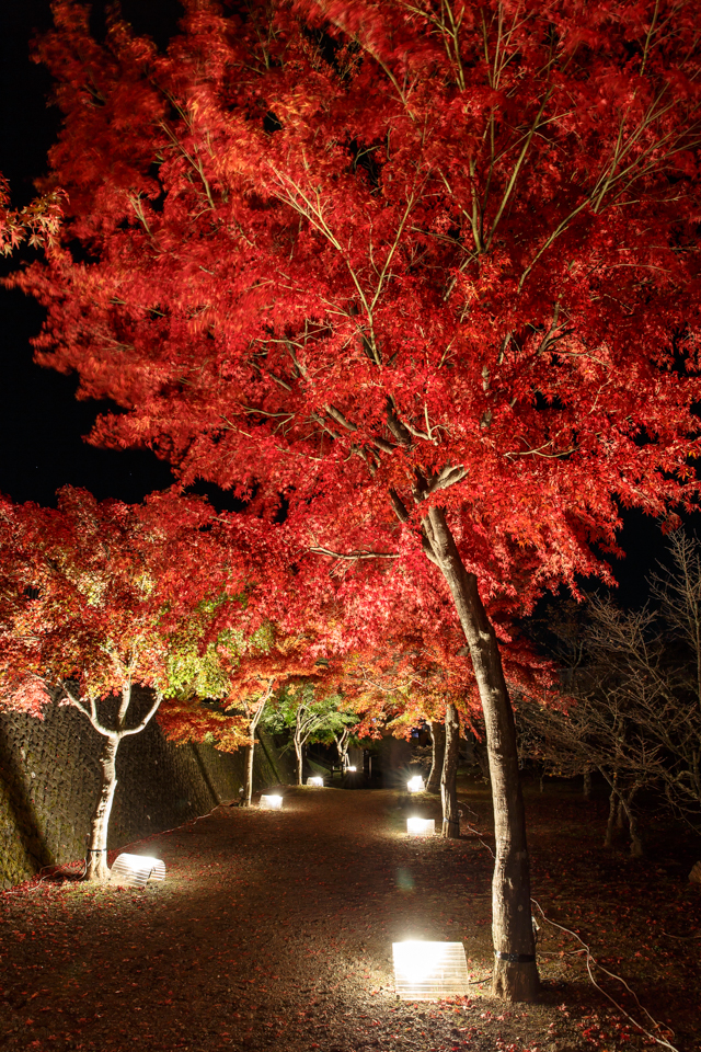 富士吉田市の紅葉状況