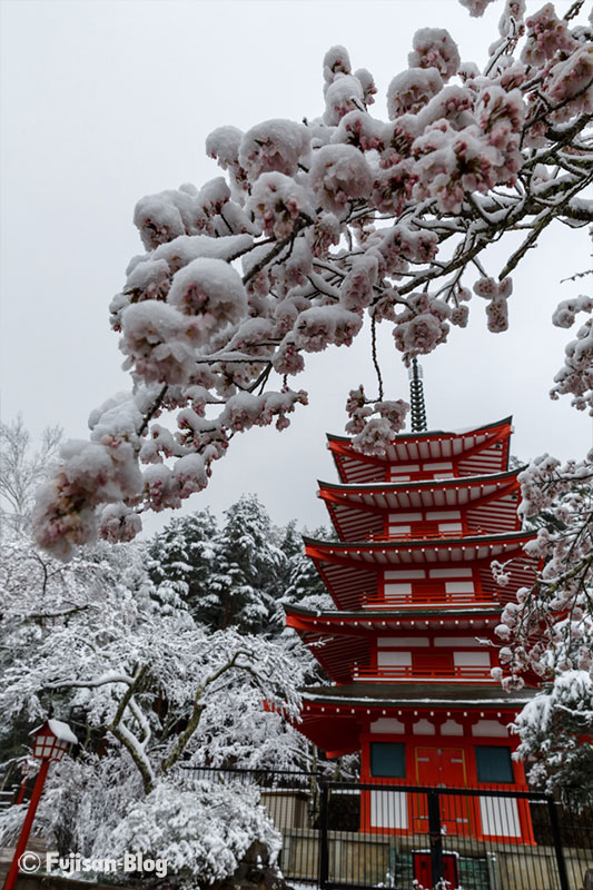 新倉山浅間公園の桜と雪