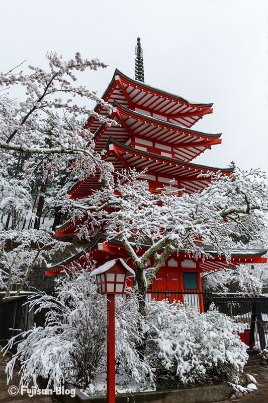 新倉山浅間公園の桜と雪