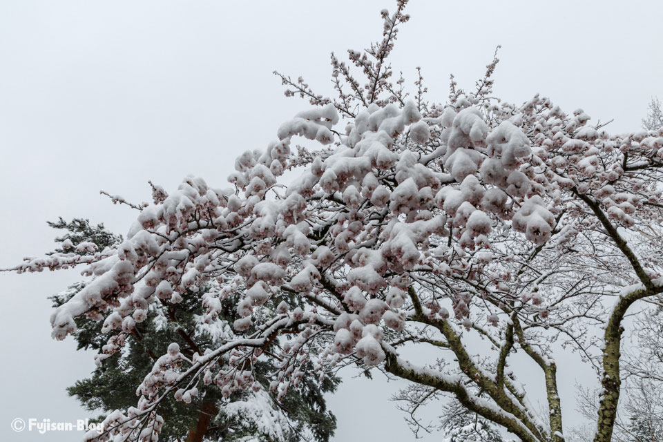 新倉山浅間公園の桜と雪
