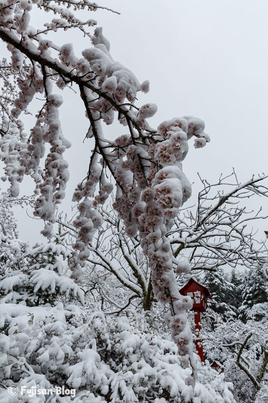 新倉山浅間公園の桜と雪