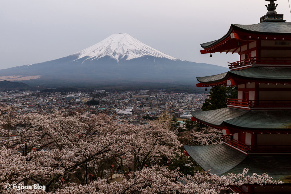 【富士山写真】 新倉山浅間公園（忠霊塔）からの桜と富士山