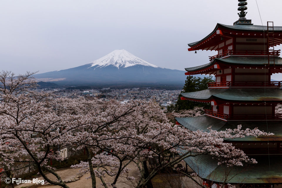 忠霊塔からの桜と富士山