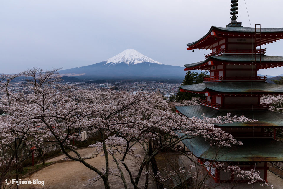 忠霊塔からの桜と富士山