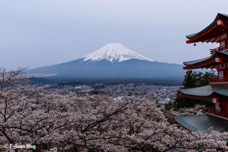 忠霊塔からの桜と富士山