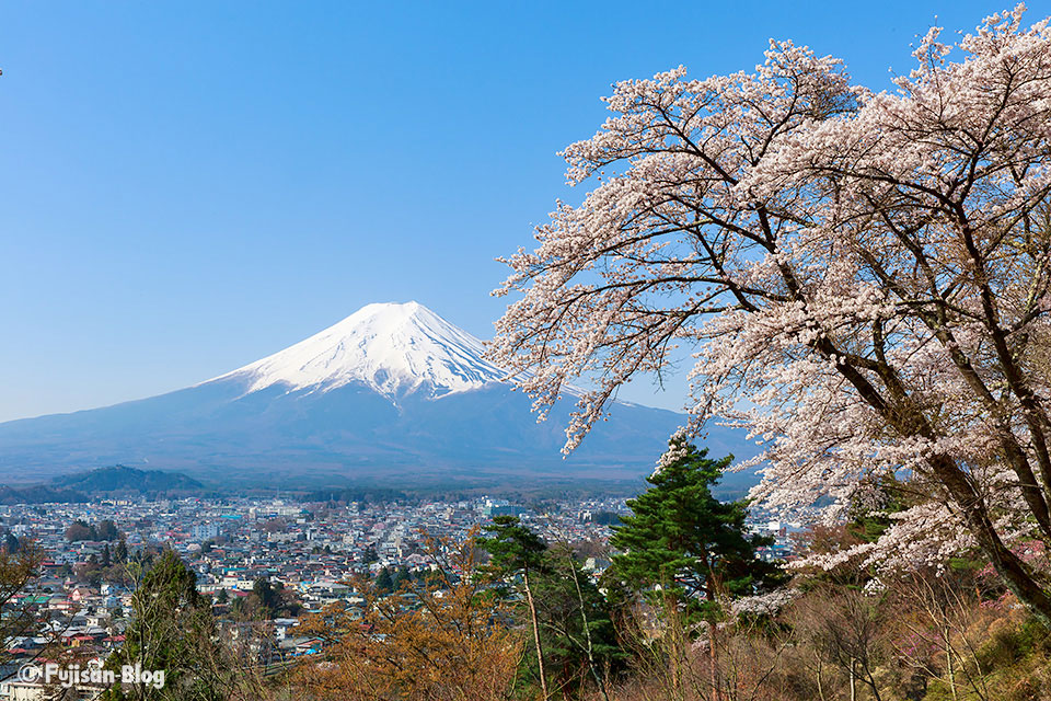 【富士山写真】富士見孝徳公園 桜の開花状況