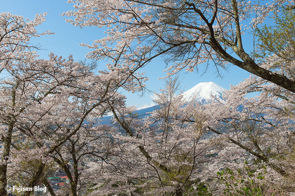 【富士山写真】富士見孝徳公園 桜の開花状況