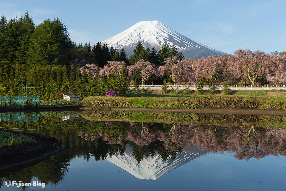 【富士山写真】田んぼと富士山としだれ桜