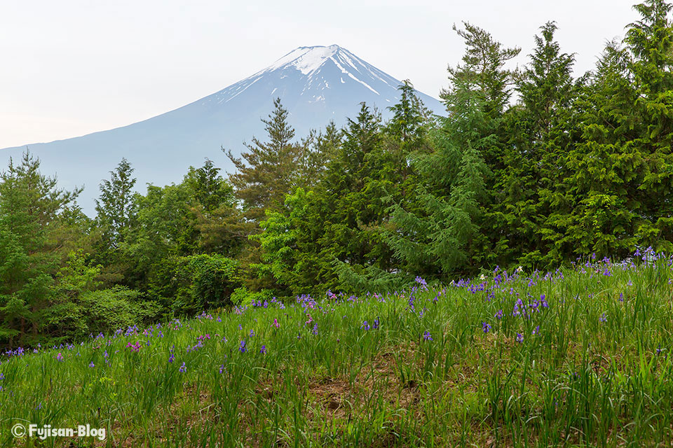【富士山写真】新倉山浅間公園（忠霊塔）からのアヤメと富士山