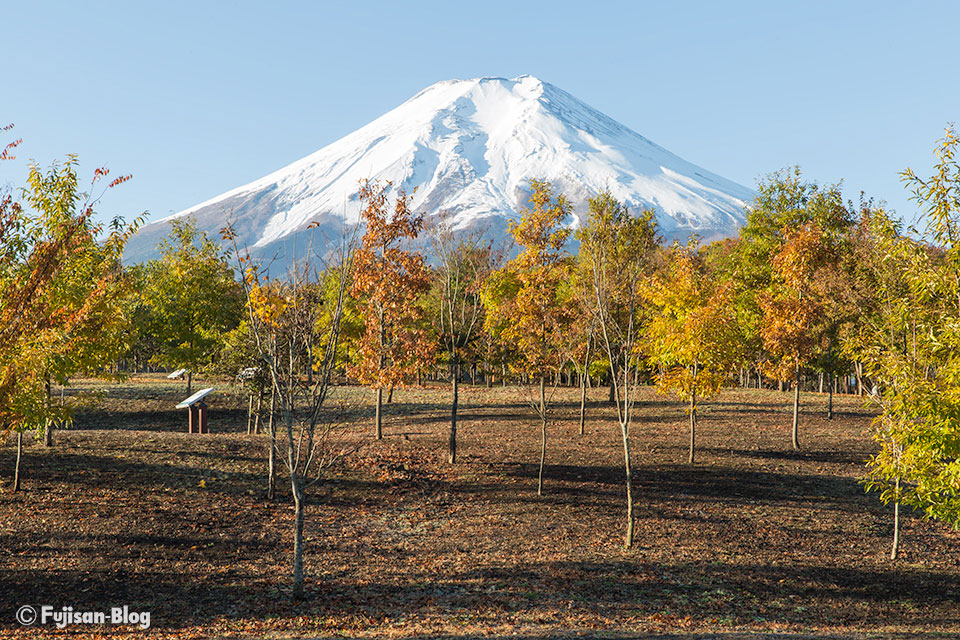 【富士山写真】富士散策公園と恩腸林イロモミジ回廊からの秋