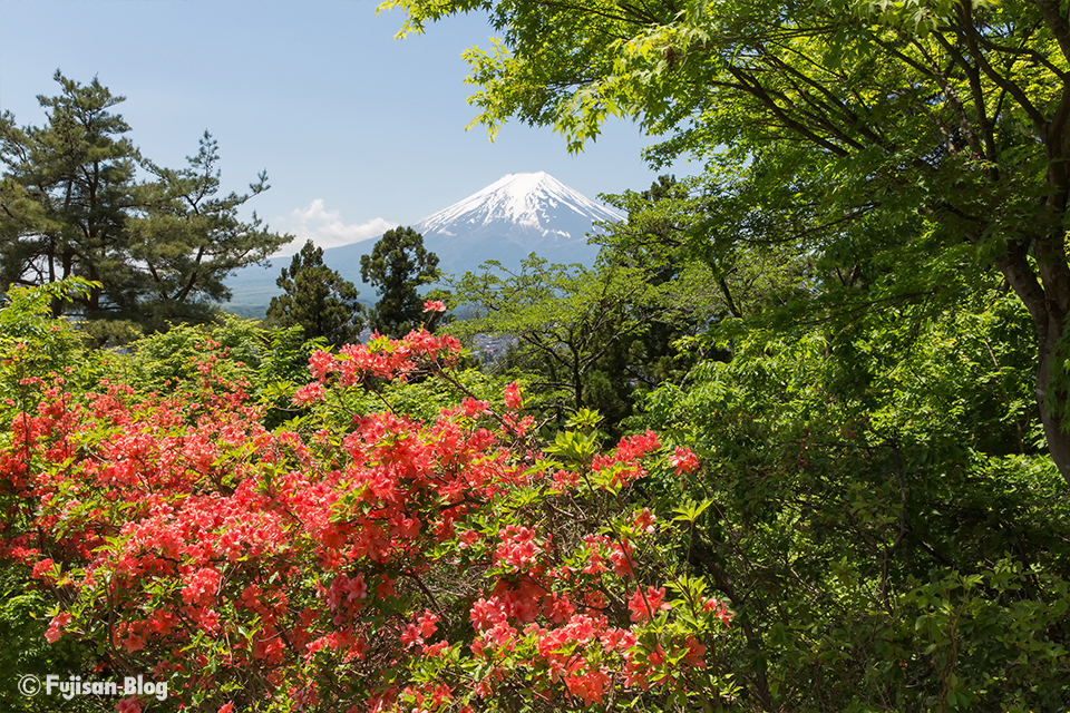 【富士山写真】富士吉田市から新緑とツツジと富士山