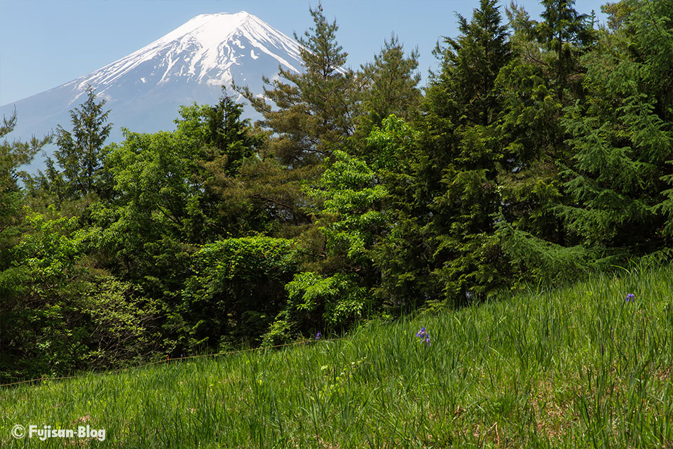 【富士山写真】2017年新倉山浅間公園（忠霊塔）からのアヤメと富士山