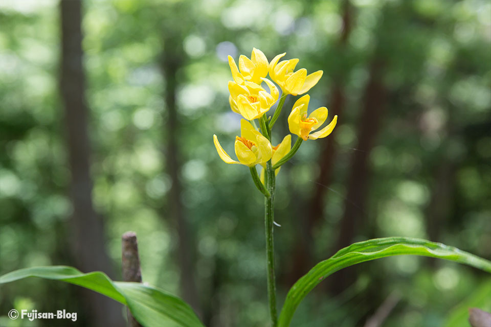 キンラン(金襴)
