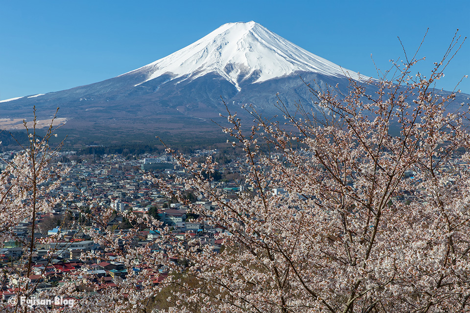 新倉山浅間公園(忠霊塔)からの桜と富士山
