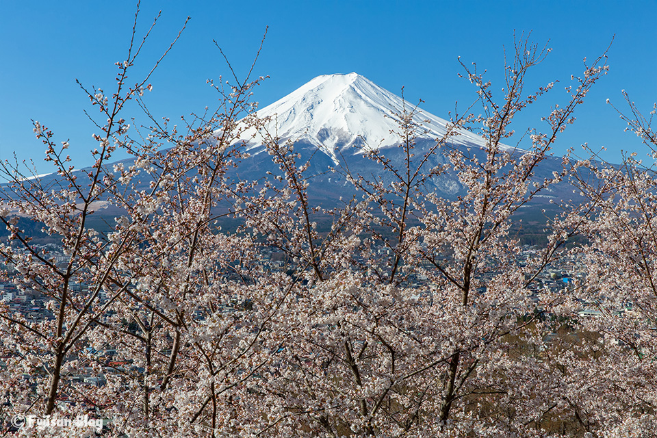 新倉山浅間公園(忠霊塔)からの桜と富士山