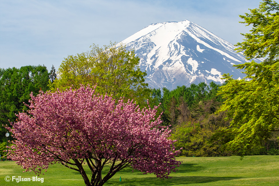 【富士山写真】2019年富士パインズパーク（諏訪の森自然公園）からの富士山と桜