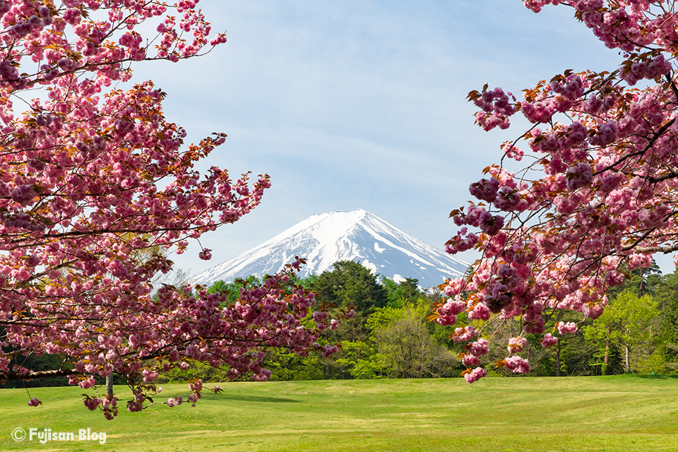 富士パインズパーク（諏訪の森自然公園）からの富士山と桜