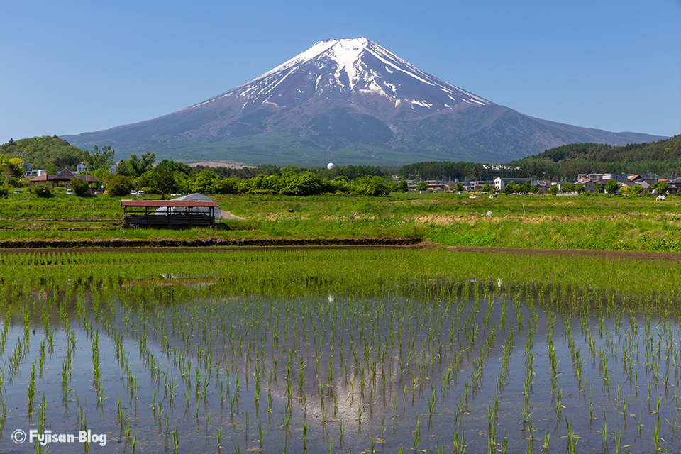 農村公園からの新緑と富士山