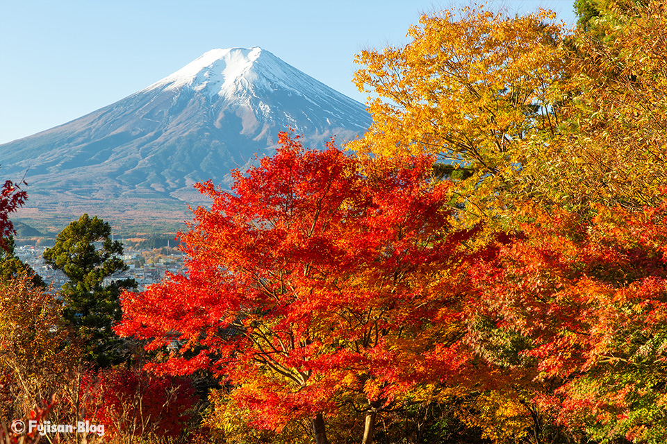 【富士山写真】2019年11月富士見孝徳公園からの紅葉と富士山