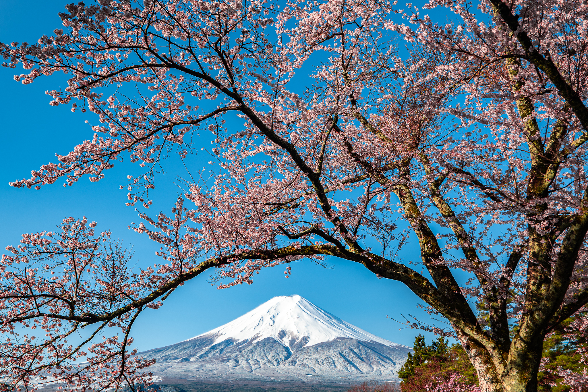 【富士山写真】2019年4月富士見孝徳公園 桜