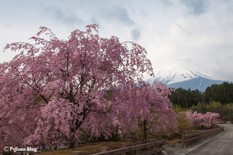 【富士山写真】 河口湖富士桜ミツバツツジまつりが開催されておりました
