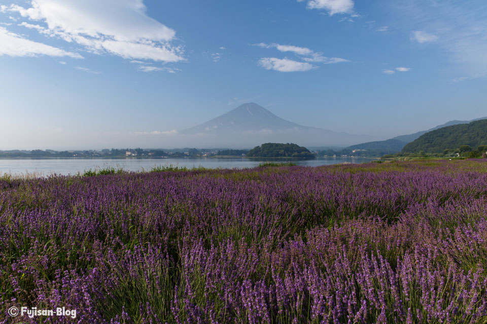 【富士山写真】 河口湖ハーブフェスティバル