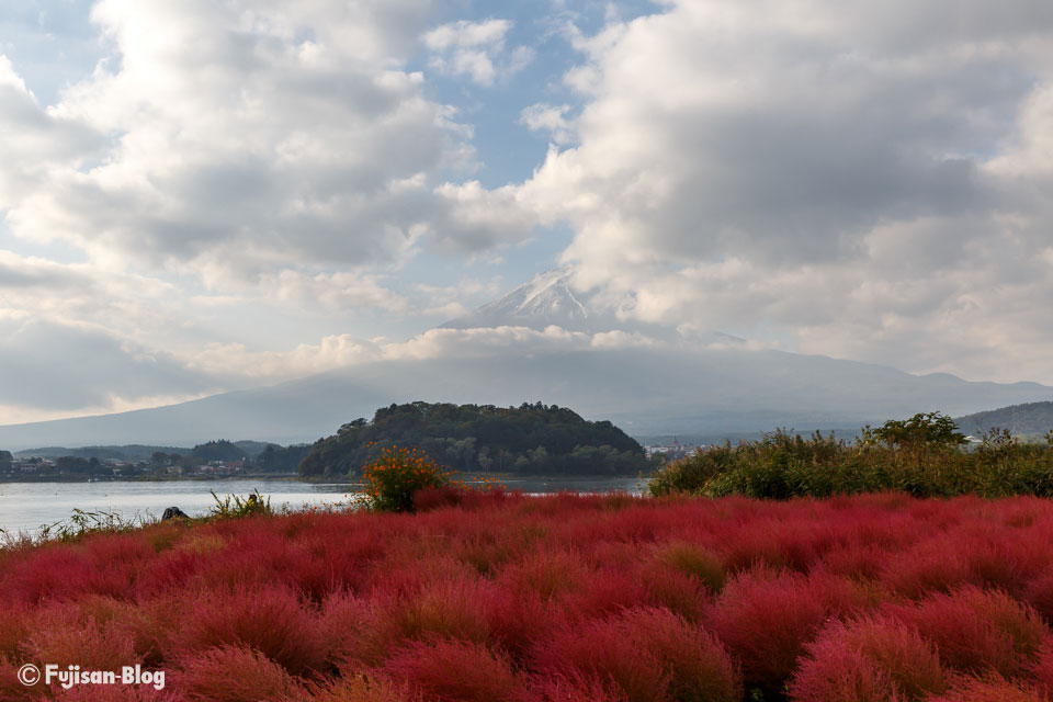 【富士山写真】 河口湖町大石公園のコキア