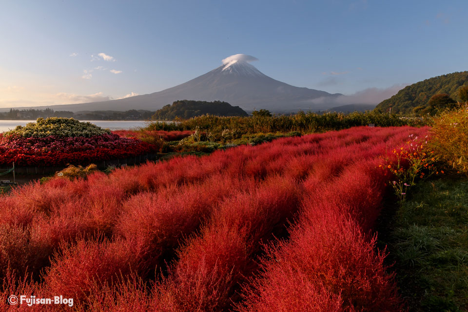 富士山とコキア