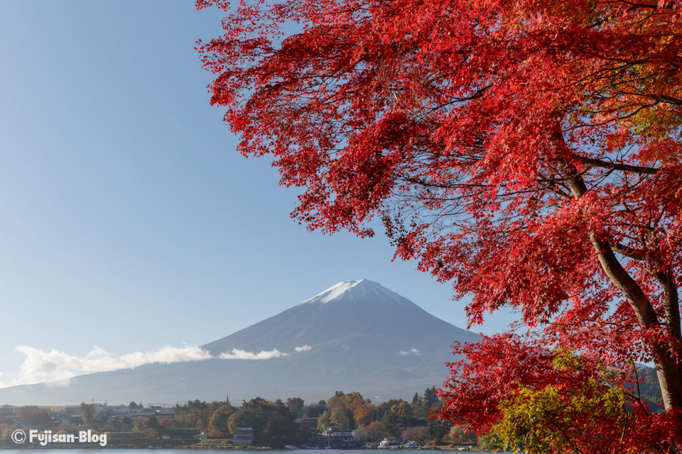 【富士河口湖町】 紅葉トンネル付近の紅葉状況（11月10日）