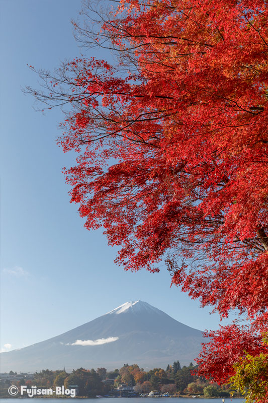 河口湖の紅葉と富士山