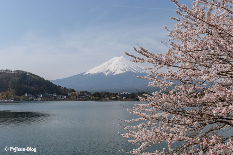 【富士山写真】 河口湖からの桜と富士山