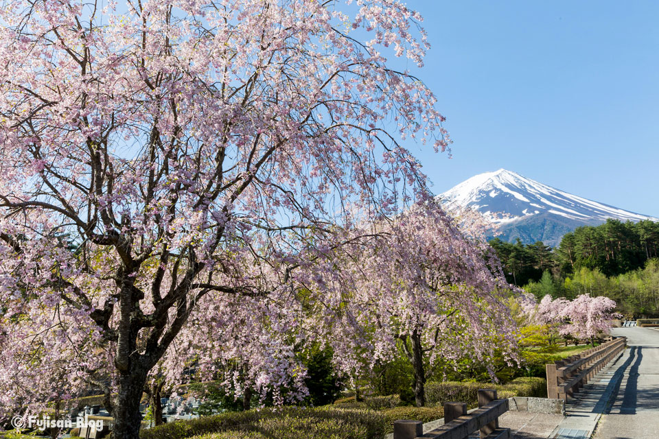河口湖創造の森からの桜と富士山