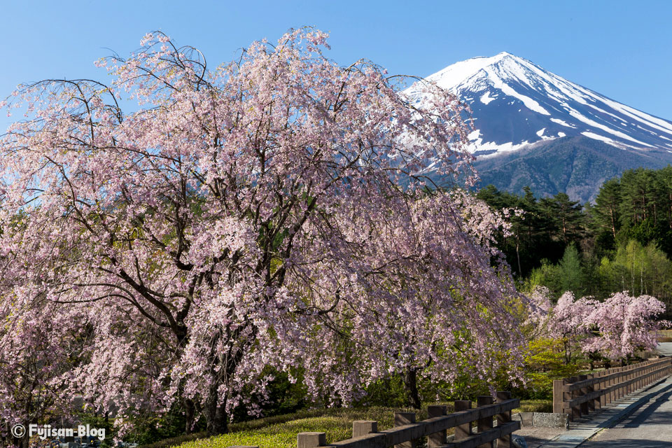 【富士山写真】 河口湖創造の森からの桜と富士山
