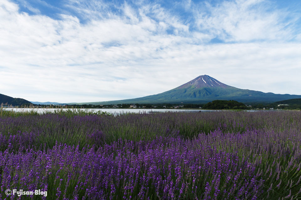 河口湖ラベンダーと富士山