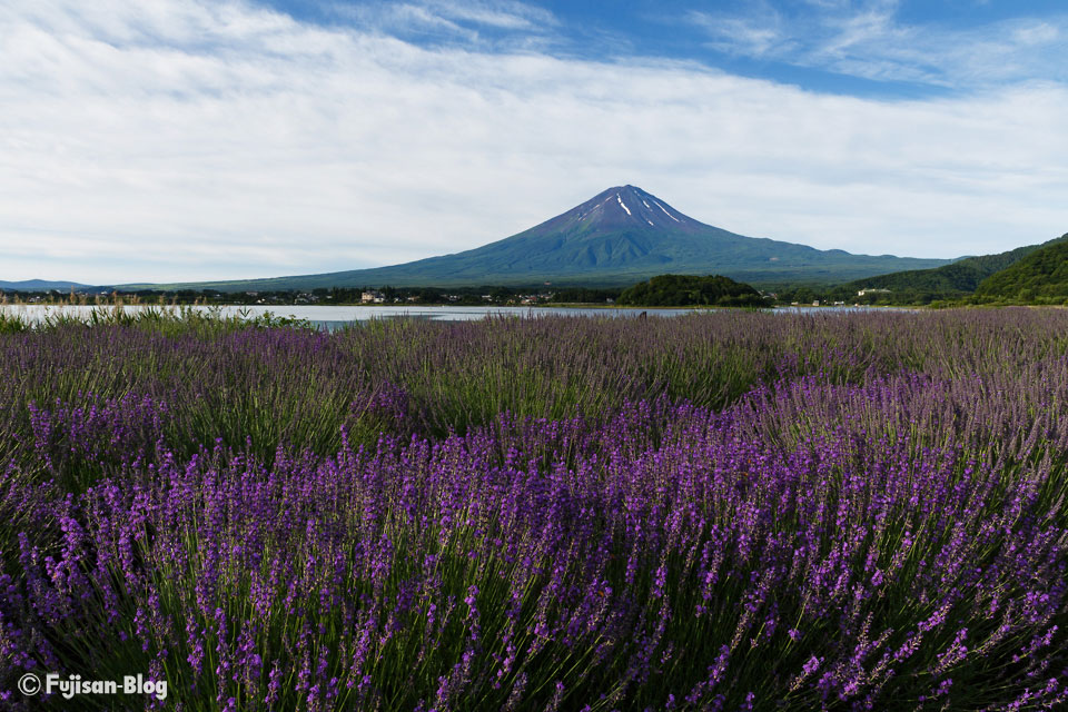 河口湖ラベンダーと富士山