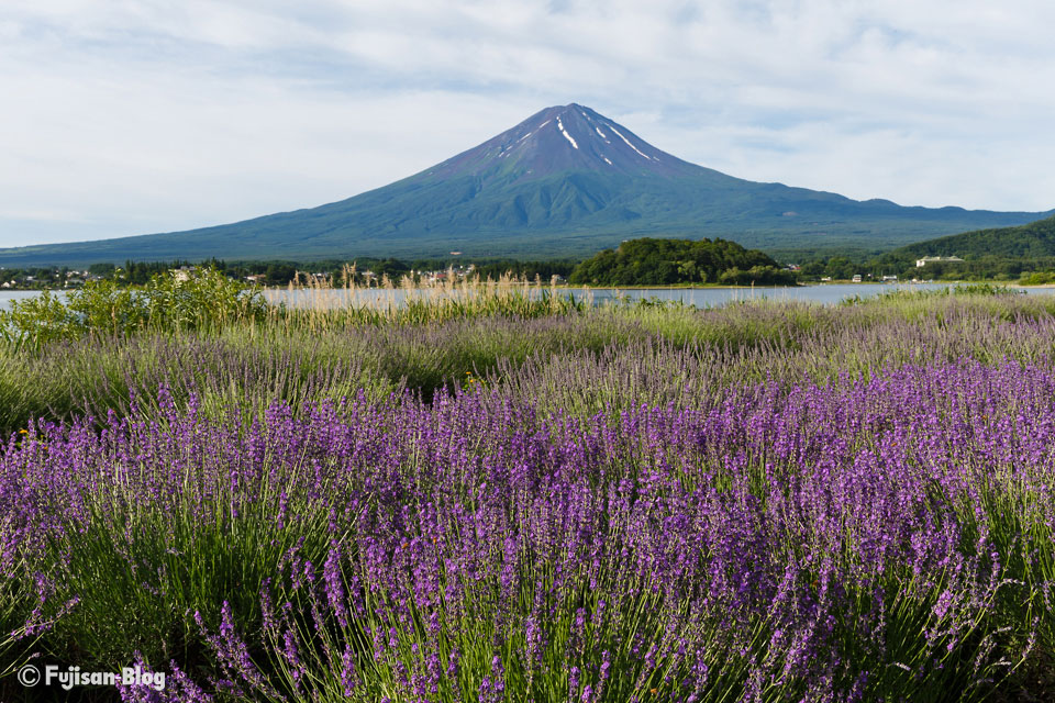 河口湖ラベンダーと富士山