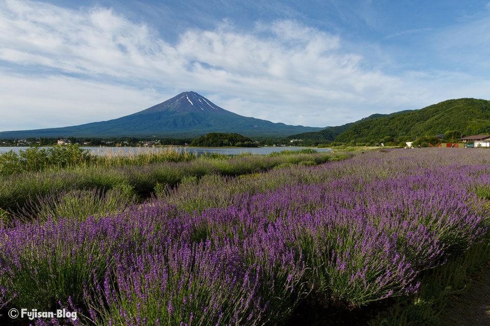 【富士山写真】 河口湖大石公園からラベンダーと富士山
