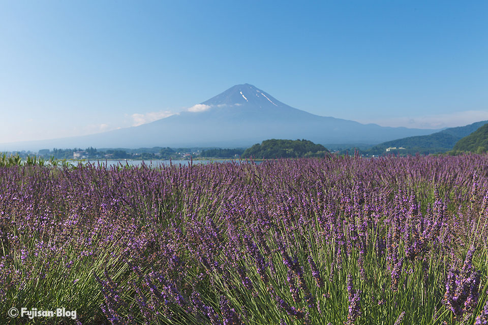 【富士山写真】 久しぶりに見えた富士山と河口湖大石公園のラベンダー