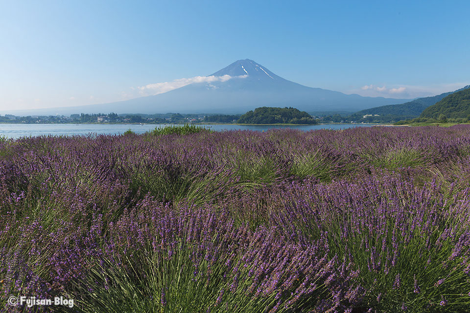 富士山とラベンダー