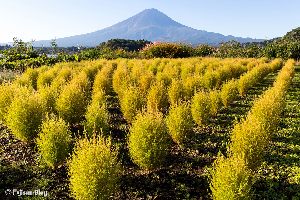 【富士山写真】 河口湖町大石公園のコキアとコスモス
