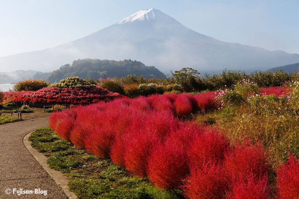 大石公園のコキアと富士山