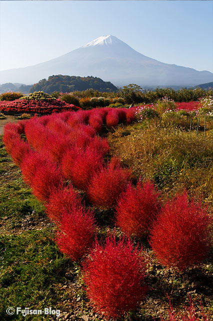 【富士山写真】 河口湖町大石公園のコキア
