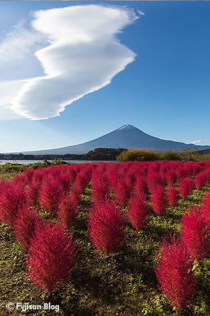 【富士山写真】 河口湖町大石公園のコキアと吊るし雲