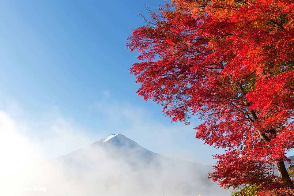 河口湖の紅葉と富士山