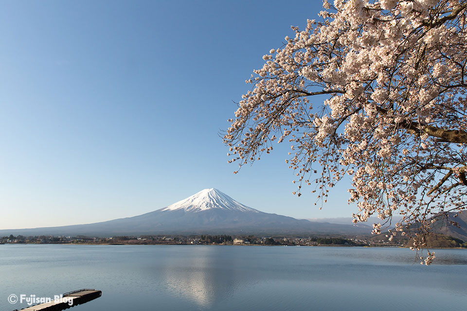 【富士山写真】富士河口湖町 桜の開花状況